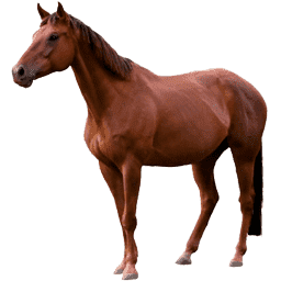 Cavalo