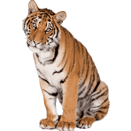 Tigre